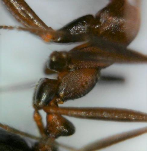 Réf. 228 595 : Monomorium indicum